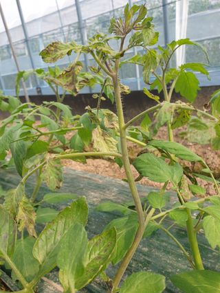 백산농장님의 토마토 · 파종•정식 작성글 사진