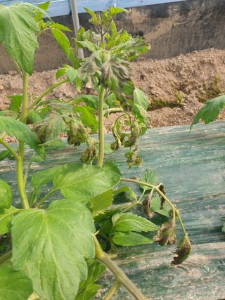 백산농장님의 토마토 · 파종•정식 작성글 사진