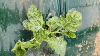 정경훈님의 기타작물 · 병해충상담 작성글 사진