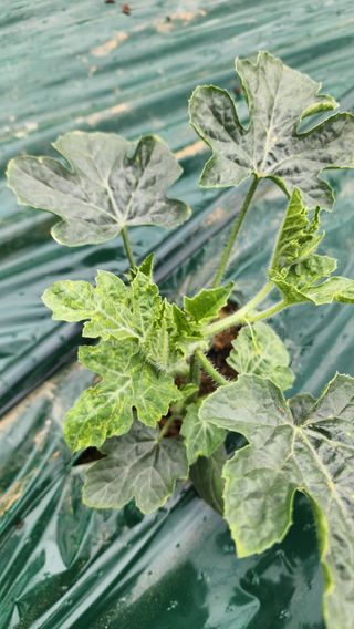 정경훈님의 기타작물 · 병해충상담 작성글 사진