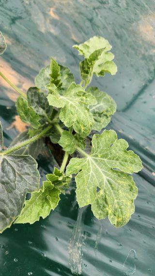 정경훈님의 기타작물 · 병해충상담 작성글 사진