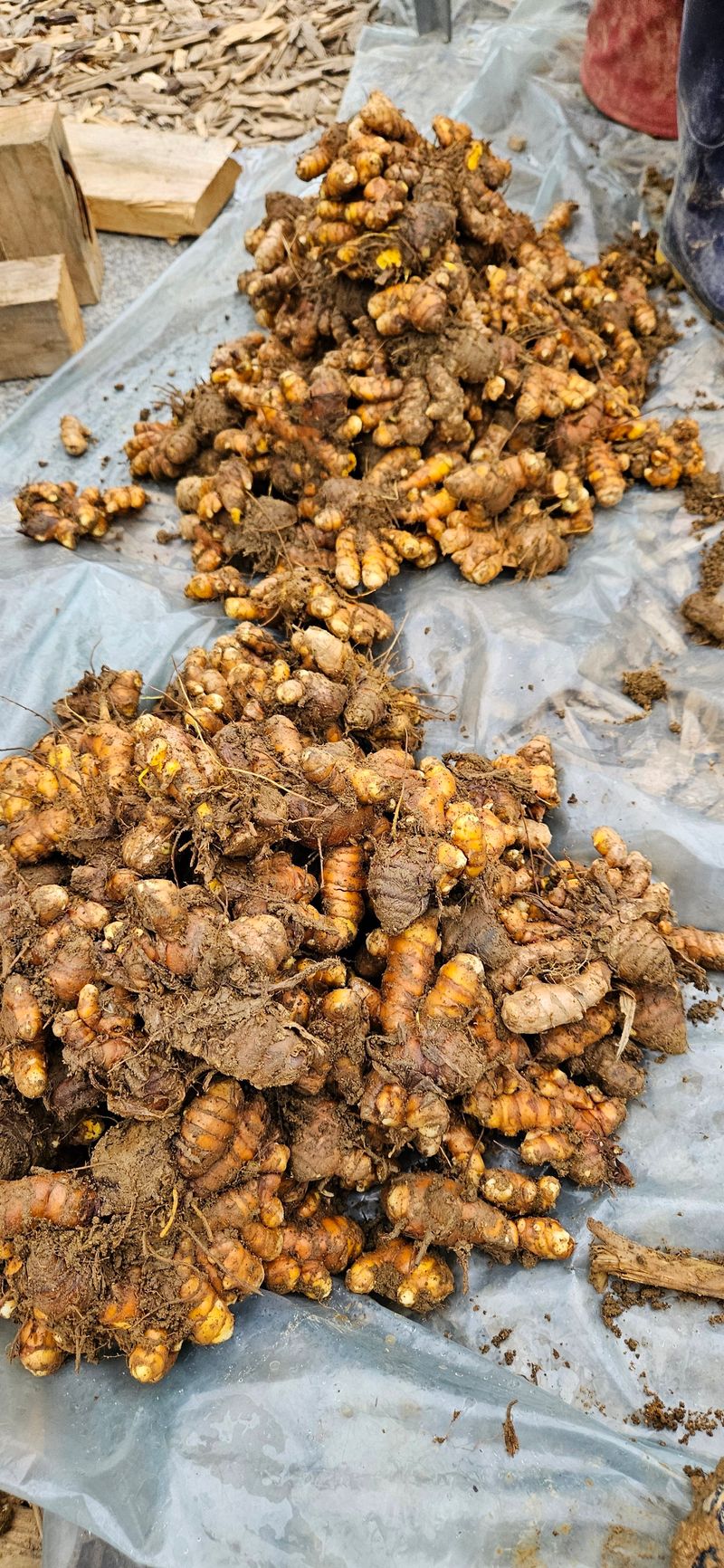 장터 상품 [울금(1kg)] 썸네일