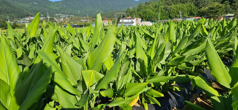 이명규님의 장터 판매 상품 [울금(1kg)] 첨부 사진