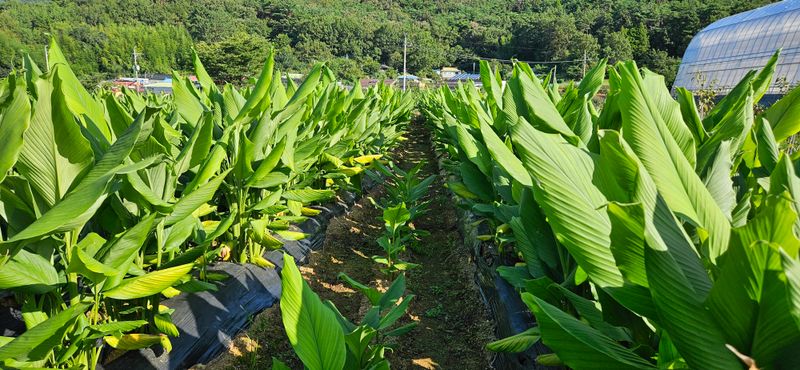 이명규님의 장터 판매 상품 [울금(1kg)] 첨부 사진