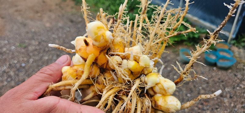 이명규님의 장터 판매 상품 [울금(1kg)] 첨부 사진