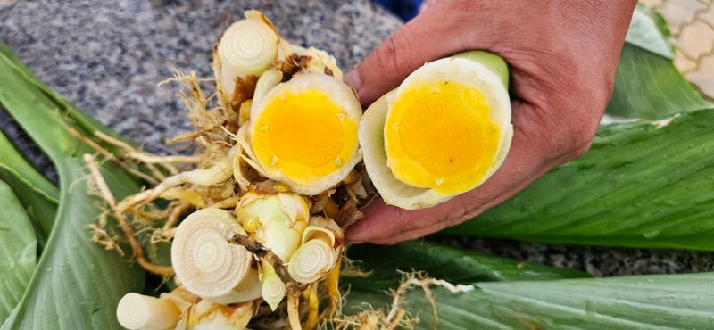 이명규님의 장터 판매 상품 [울금(1kg)] 첨부 사진