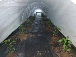 이창열님의 고추 · 영농일지 작성글 사진