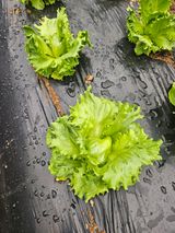 팜모닝 자유주제·자유게시판 게시글 이미지