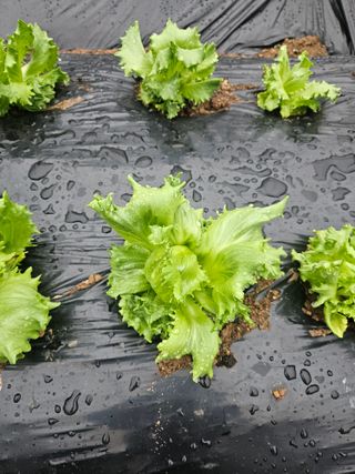 만능이되고픈농부님의 자유주제 · 자유게시판 작성글 사진