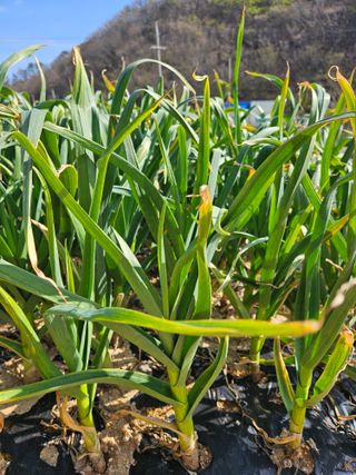 osm님의 마늘 · 병해충상담 작성글 사진