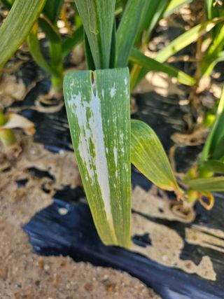 osm님의 마늘 · 병해충상담 작성글 사진