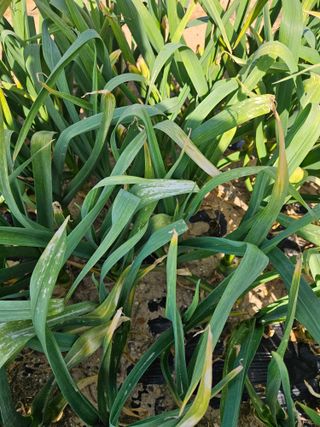 osm님의 마늘 · 병해충상담 작성글 사진