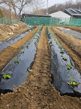 대전초보농부(금재)님의 4월 내 작물 자랑하기 · 참여글 작성글 사진