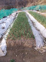 팜모닝 4월 내 작물 자랑하기·참여글 게시글 이미지