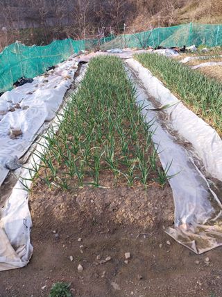 해안로님의 4월 내 작물 자랑하기 · 참여글 작성글 사진