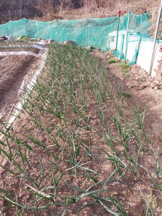 해안로님의 4월 내 작물 자랑하기 · 참여글 작성글 사진