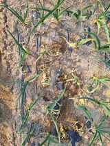 팜모닝 마늘·병해충상담 게시글 이미지