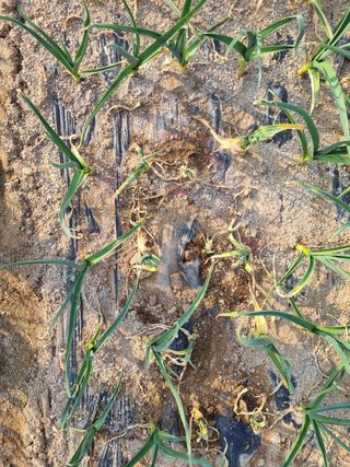 벼16122님의 마늘 · 병해충상담 작성글 사진