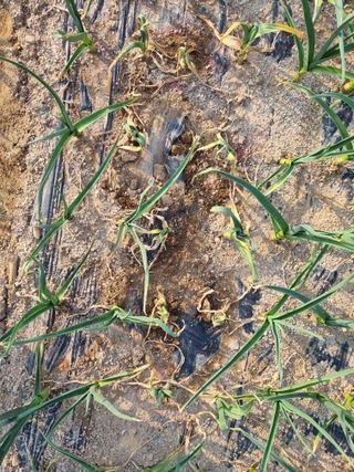 벼16122님의 마늘 · 병해충상담 작성글 사진