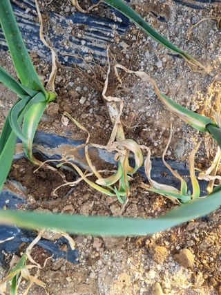 벼16122님의 마늘 · 병해충상담 작성글 사진