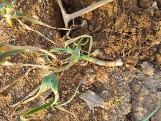 벼16122님의 마늘 · 병해충상담 작성글 사진