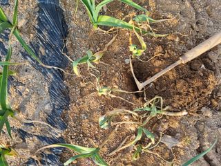 벼16122님의 마늘 · 병해충상담 작성글 사진