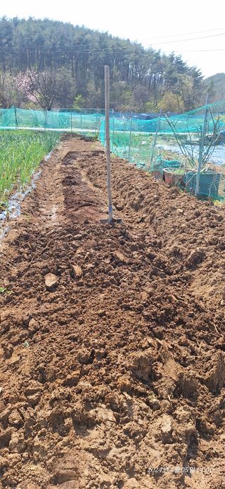 로즈마리님의 옥수수 · 영농일지 작성글 사진