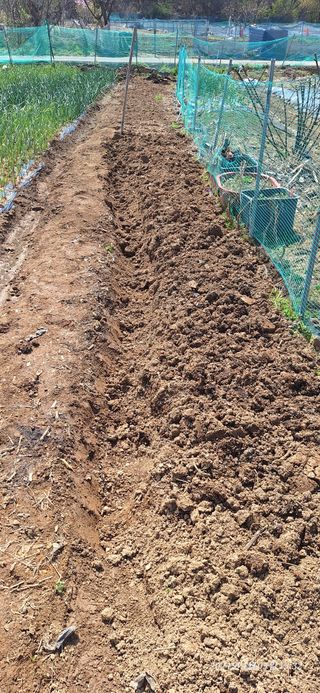 로즈마리님의 옥수수 · 영농일지 작성글 사진