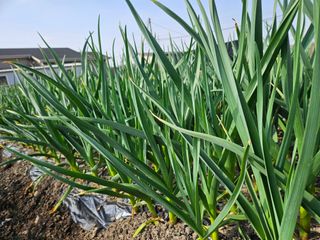 상추10383님의 자유주제 · 자유게시판 작성글 사진