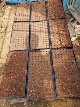 건후할배님의 옥수수 · 영농일지 작성글 사진