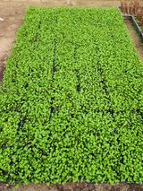 팜모닝 기타작물·영농일지 게시글 이미지