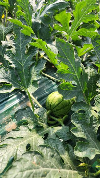 정경훈님의 기타작물 · 영농일지 작성글 사진