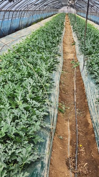 정경훈님의 기타작물 · 영농일지 작성글 사진