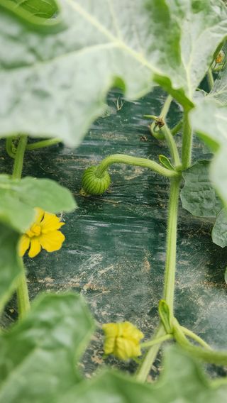 정경훈님의 기타작물 · 영농일지 작성글 사진