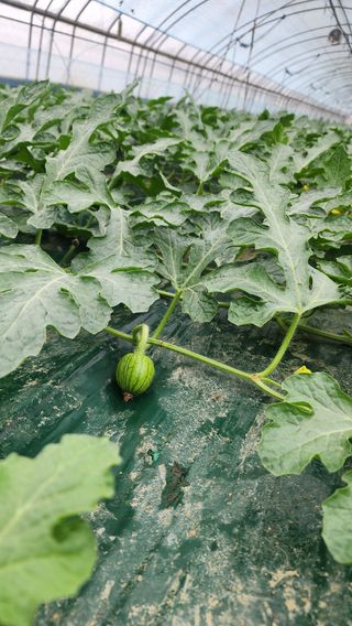 정경훈님의 기타작물 · 영농일지 작성글 사진