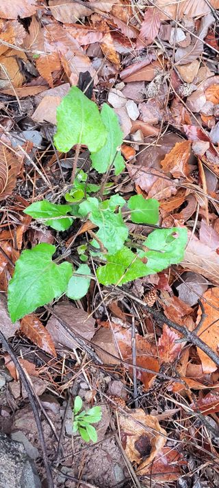 농사꾼 단비님의 자유주제 · 자유게시판 작성글 사진
