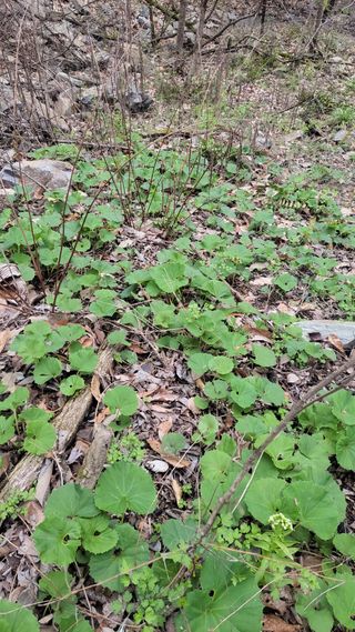 농사꾼 단비님의 자유주제 · 자유게시판 작성글 사진
