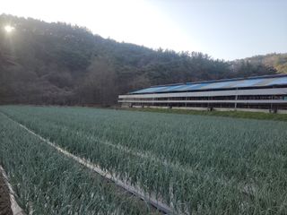 농사꾼 단비님의 자유주제 · 자유게시판 작성글 사진