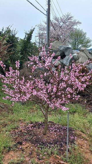 포포나무=항암나무님의 자유주제 · 자유게시판 작성글 사진
