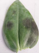 팜모닝 농사, 무엇이든 물어보세요!·참여글 게시글 이미지