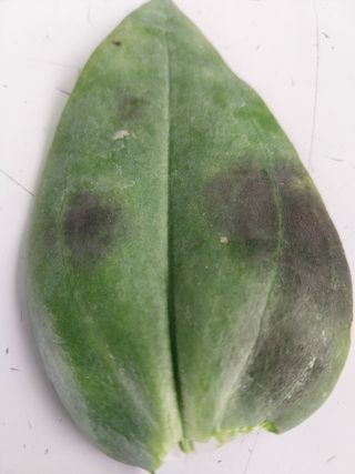 김해농부허외순님의 농사, 무엇이든 물어보세요! · 참여글 작성글 사진