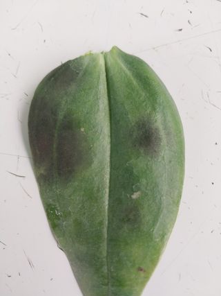 김해농부허외순님의 농사, 무엇이든 물어보세요! · 참여글 작성글 사진