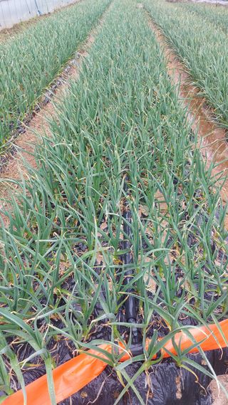 고씨농장님의 마늘 · 영농일지 작성글 사진