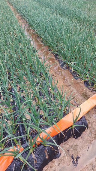 고씨농장님의 마늘 · 영농일지 작성글 사진