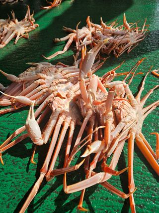 노가네수산님의 자유주제 · 사진전 작성글 사진