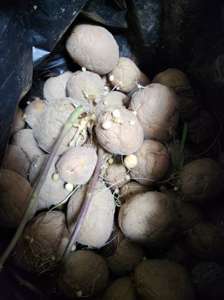 만수니님의 감자 · 자유게시판 작성글 사진