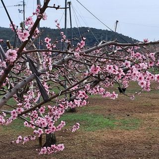 유림농원 윤승호님의 4월 내 작물 자랑하기 · 참여글 작성글 사진