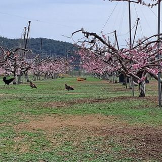 유림농원 윤승호님의 4월 내 작물 자랑하기 · 참여글 작성글 사진