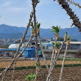 유림농원 윤승호님의 4월 내 작물 자랑하기 · 참여글 작성글 사진