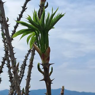 유림농원 윤승호님의 4월 내 작물 자랑하기 · 참여글 작성글 사진